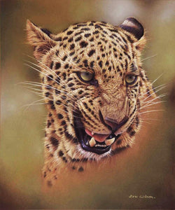 Indian Leopard by wildlife