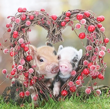 Load image into Gallery viewer, Loving Pigs - 5D Diamond Painting