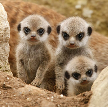 Load image into Gallery viewer, Meerkat - DIY 5D Diamond Painting