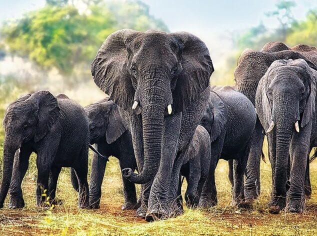 Elephants Diamond Painting