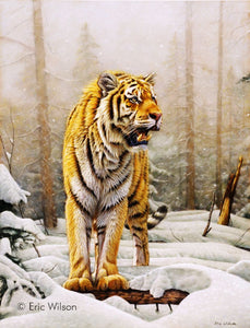 Siberian Tiger in snowfall