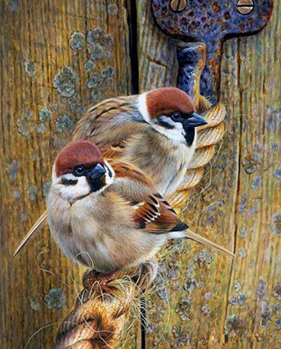 Beautiful  Sparrow Couple - 5D Diamond Painting