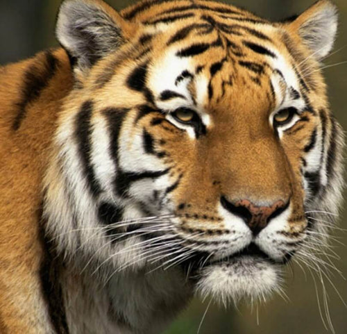 Tiger Diamond Painting Kit