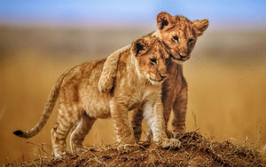 Diamond Painting - lion