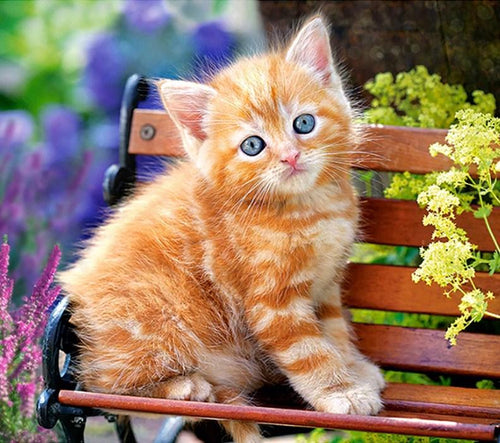 Brown Cat on Bench