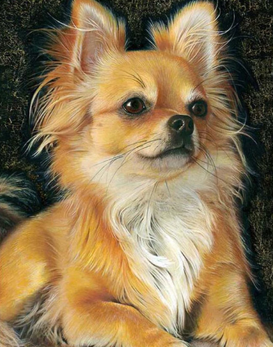 Chihuahua dog - Paint By Diamonds