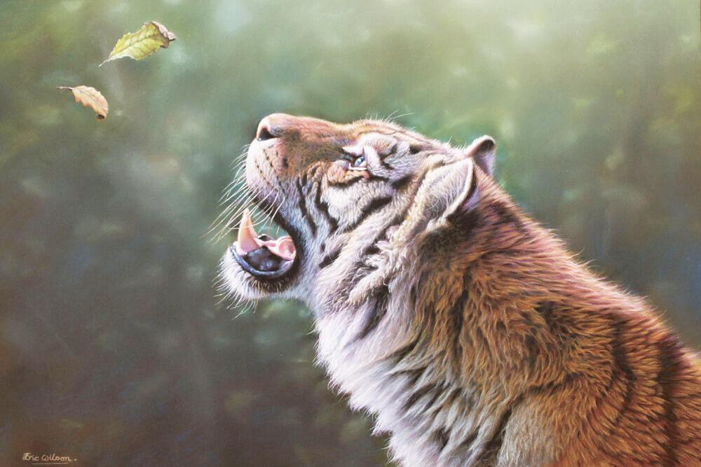 Curiosity of Tiger
