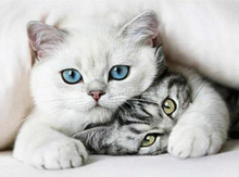 Load image into Gallery viewer, DIY Diamonds Cats - Art Kit