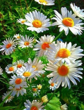 Load image into Gallery viewer, Daisy Flower - Paints by Diamonds 5D Art