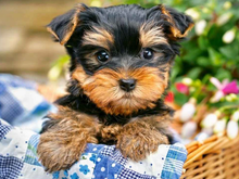 Load image into Gallery viewer, Dog Animal Painting - Diamond Art Painting