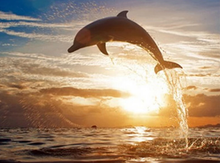 Load image into Gallery viewer, Dolphin Jumping - Animal Diamond Painting