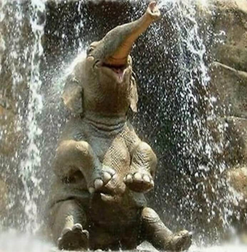 Elephant DIY Painting Kit