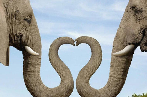 Elephants Diamond Painting Kit