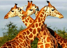 Load image into Gallery viewer, Giraffe 5D Diamond Art painting