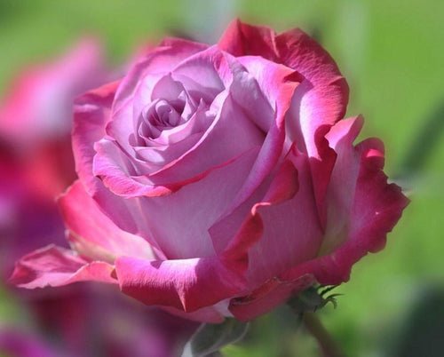 Pink Rose Diamond Painting Kit 