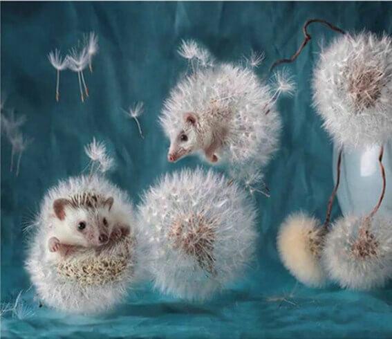 Hedgehog Diamond Painting Kit