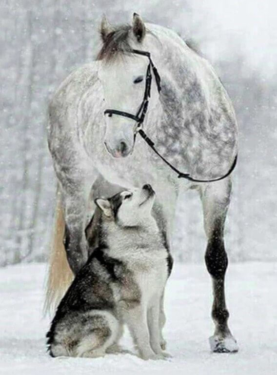 Wolf DIY Diamond Painting Kit