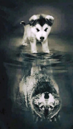 Husky Wolf Reflection Paint with diamonds kit