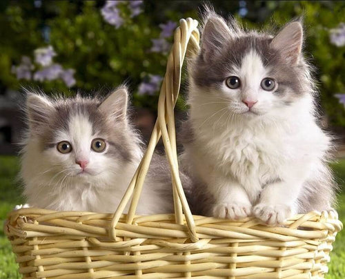 Best Cat DIY Painting Kit