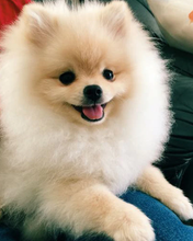 Load image into Gallery viewer, Kufwkey Pet - 5D DIY Diamonds Painting