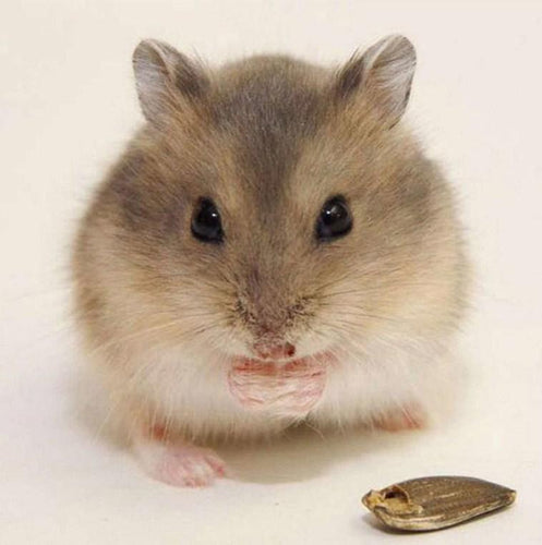 Hamster Diamond Painting Kit