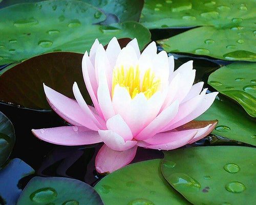 Lotus Diamond Painting Kit