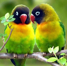 Load image into Gallery viewer, Loving Birds 5D Diamond Art Painting