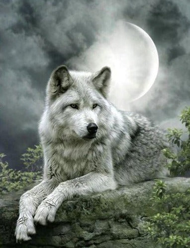 White Wolf in Winter Full Moon Night