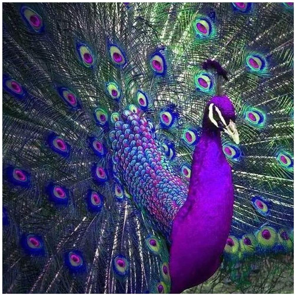 Peacock - Paints with Diomonds
