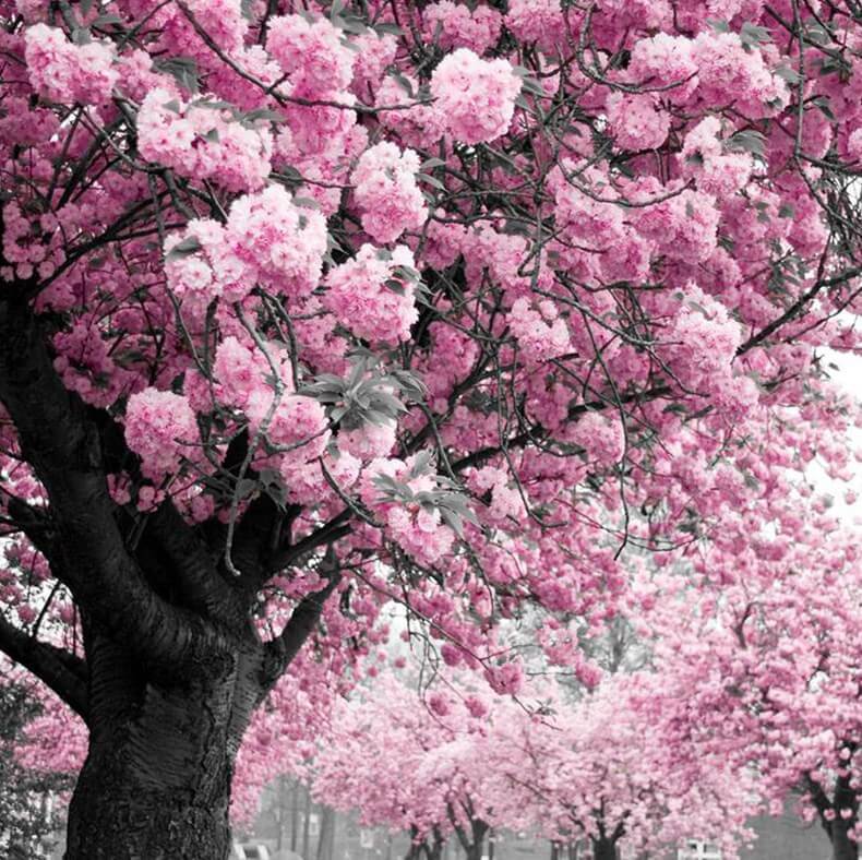 Tree DIY Diamond Painting
