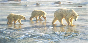 Polar Bear Walking on thin Ice