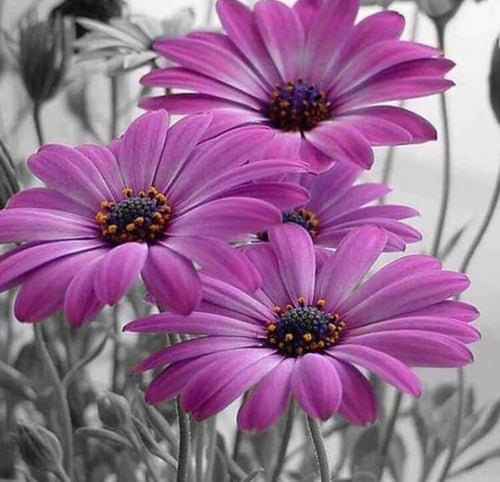 Daisy Diamond Painting Kit