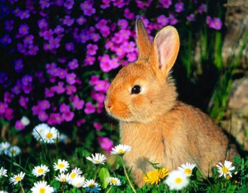 Rabbit DIY Diamond Painting