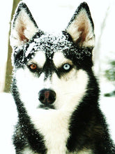 Load image into Gallery viewer, Siberian Husky - 5D Diamond Art Painting