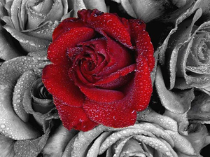 Black and white Zoomed Red Rose Paint By Diamonds