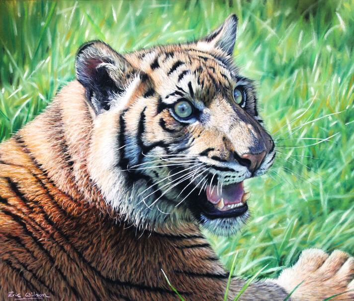 The Sumatran tiger