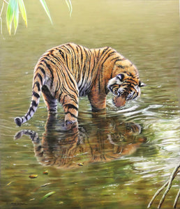 Tiger Cub Playing in Water