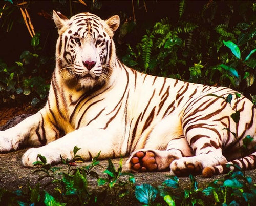 White Tiger DIY Diamond Painting