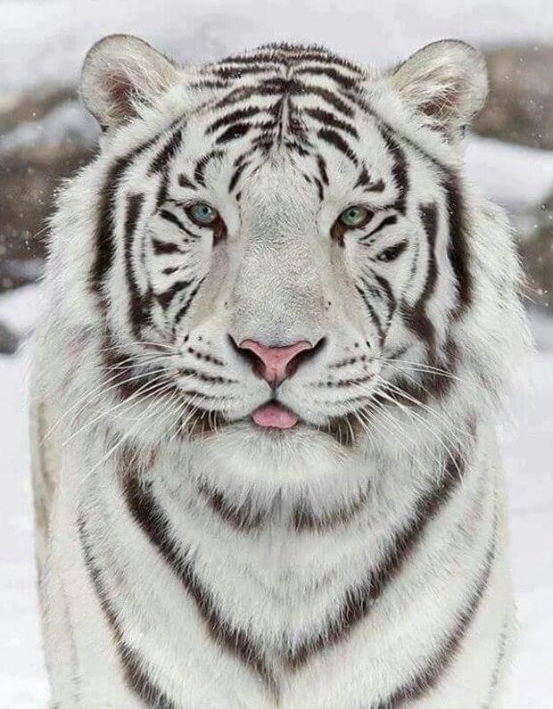 Stunning White Tiger  in Winter
