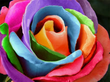 Load image into Gallery viewer, Attractive Multi color Roses - Paint by Diamonds