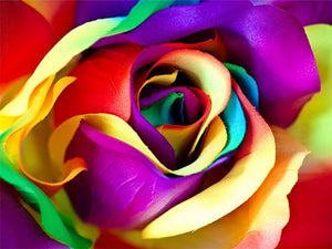 Attractive Multi color Roses - Paint by Diamonds