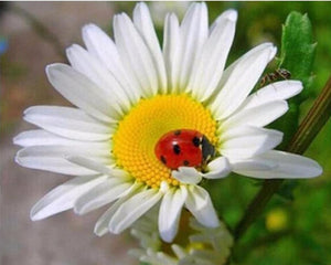 Beautiful Ladybug on Flower Painting by Diamonds