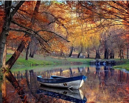 Beautiful View of Forest in the Autumn