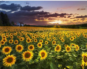 Lovely Sunflower Field