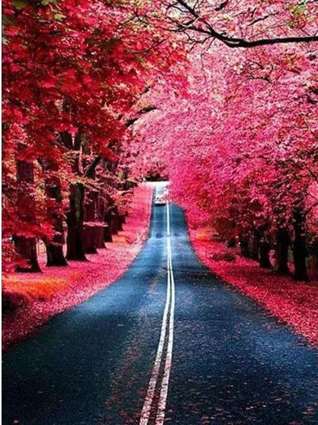 Long Road in Beautiful Forest Diamond Painting Kit
