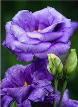 Load image into Gallery viewer, rose diamond painting