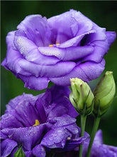 Load image into Gallery viewer, Romantic Rose Painting Kits