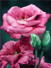 Load image into Gallery viewer, Romantic Rose Painting Kits