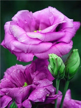 Load image into Gallery viewer, Romantic Rose Painting Kits