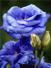 Load image into Gallery viewer, Romantic Rose Painting Kits